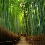 Hutan Bambu Keputih, Surabaya yang Ngehits