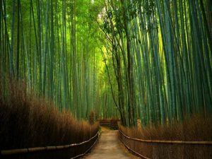 Hutan Bambu Keputih, Surabaya yang Ngehits