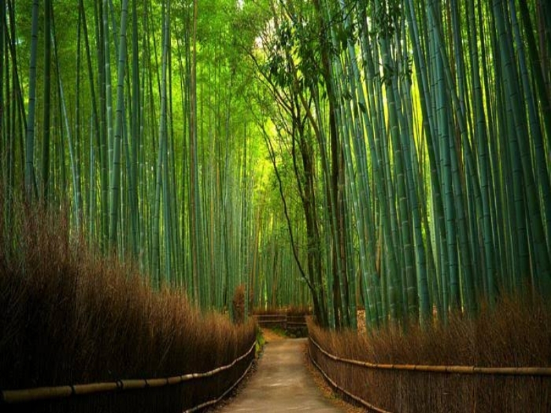 Hutan Bambu Keputih, Surabaya yang Ngehits