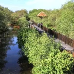 Sekilas tentang Hutan mangrove Gunung Anyar surabaya