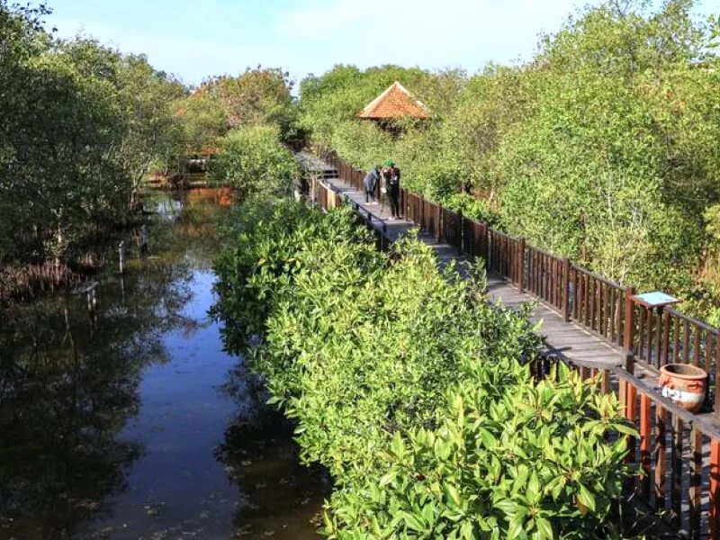 Sekilas tentang Hutan mangrove Gunung Anyar surabaya